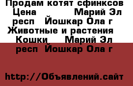 Продам котят сфинксов › Цена ­ 4 000 - Марий Эл респ., Йошкар-Ола г. Животные и растения » Кошки   . Марий Эл респ.,Йошкар-Ола г.